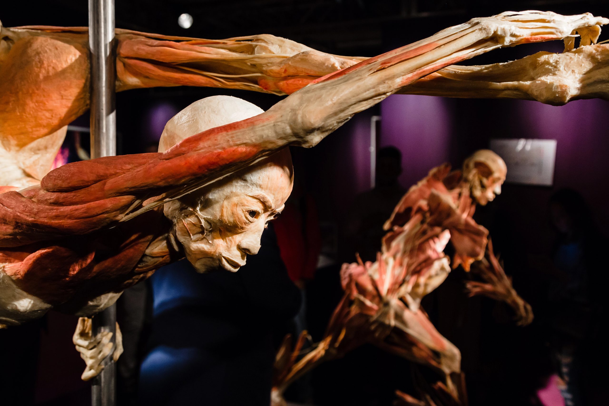 BODY WORLDS finds permanent home in Amsterdam