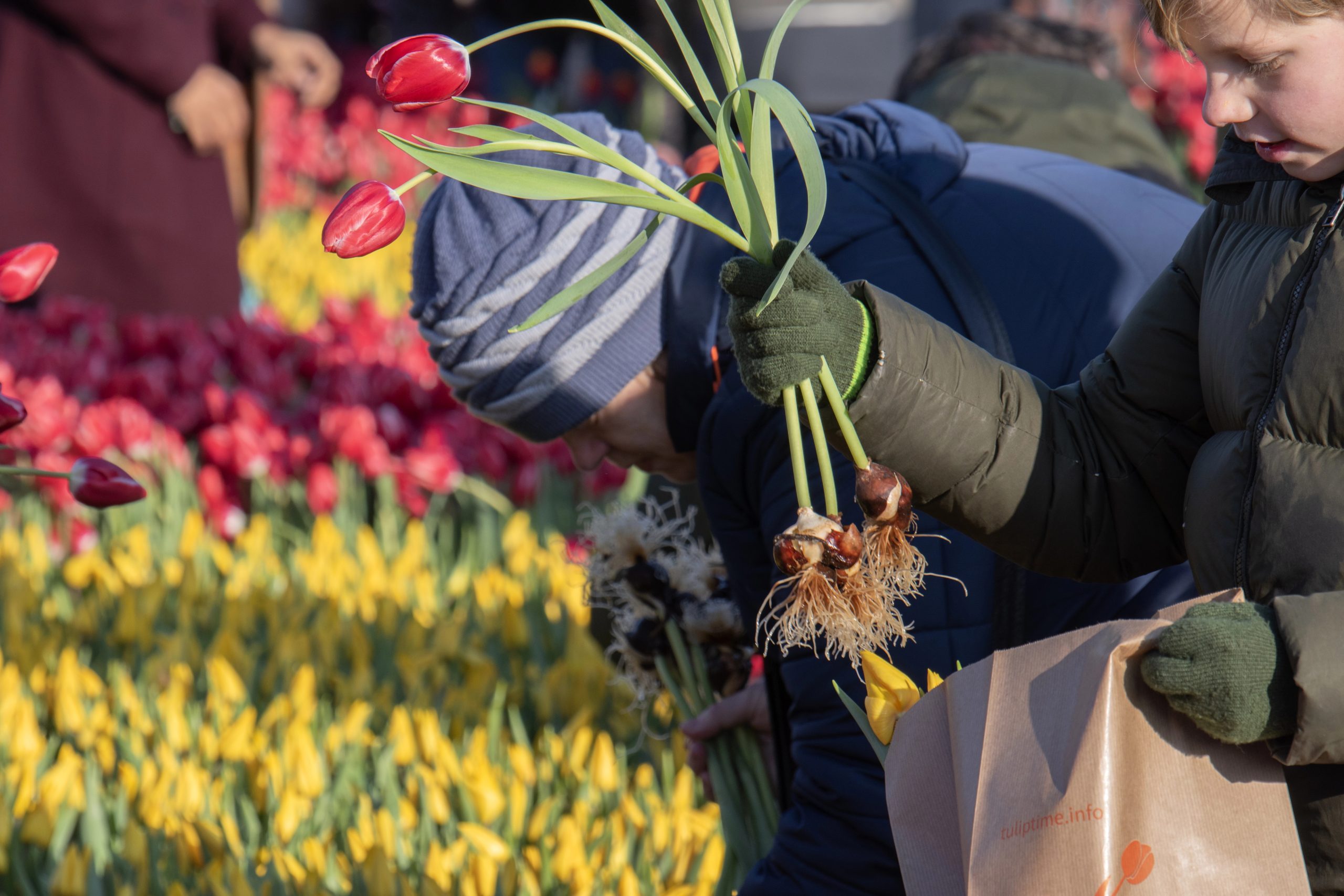 Dutch National Tulip Day is held on Dam Square