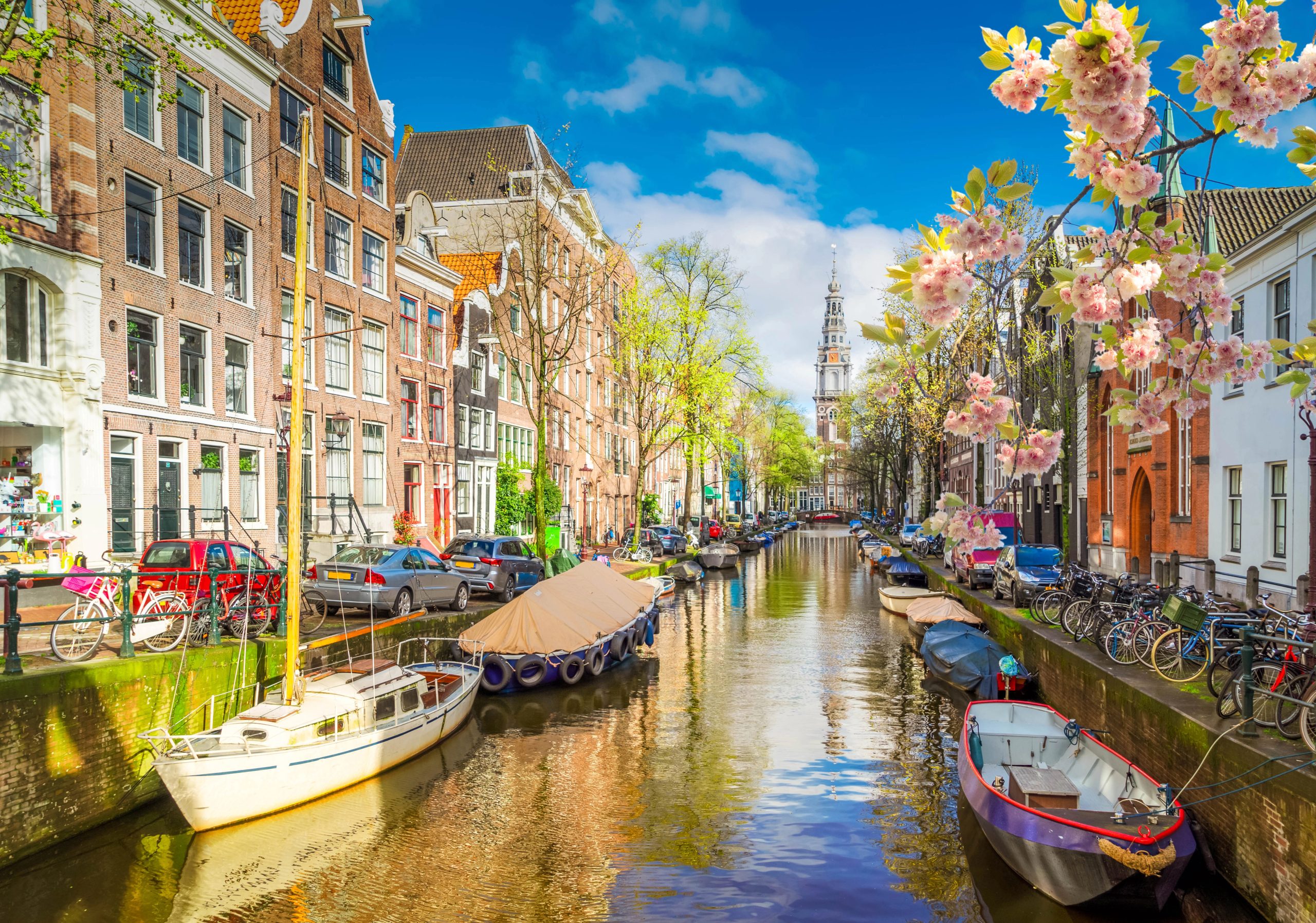 Spring is in the Air – Amsterdam’s elm trees are sensational