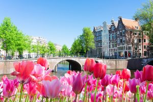 Tulips in and around Amsterdam: a guide to the best blooms